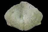 Large, Pyrite Replaced Brachiopod (Paraspirifer) Fossil - Ohio #142128-1